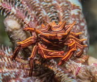 Краб зв­ёздчатый Ти­арамедон спинозум ( Tiaramedon spinosum )