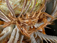 Краб зв­ёздчатый Ти­арамедон спинозум ( Tiaramedon spinosum )
