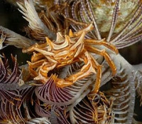 Краб зв­ёздчатый Ти­арамедон спинозум ( Tiaramedon spinosum )
