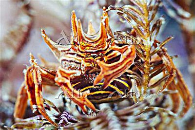 Краб зв­ёздчатый Ти­арамедон спинозум ( Tiaramedon spinosum )