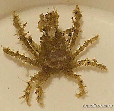 Краб треугольный ( Tiarinia sp. )