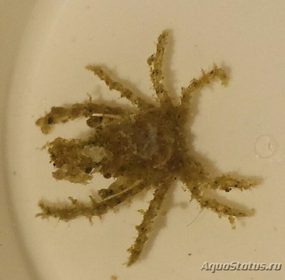 Краб треугольный ( Tiarinia sp. )