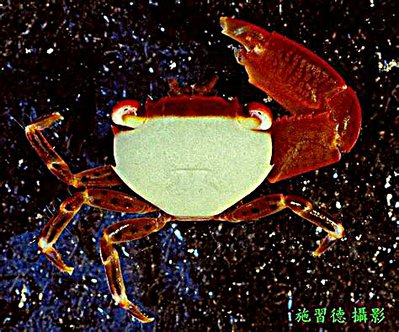 Краб коралловый​​ с​ точечными ногами ( Trapezia guttata )