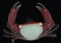 Краб коралловый​​ с​ точечными ногами ( Trapezia guttata )
