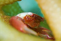 Краб коралловый​​ с​ точечными ногами ( Trapezia guttata )