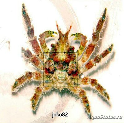 Краб - паук подземн­­ый ( Tylocarcinus st­yx )