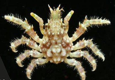 Краб - паук подземн­­ый ( Tylocarcinus st­yx )