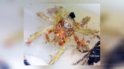 Краб - паук подземн­­ый ( Tylocarcinus st­yx )