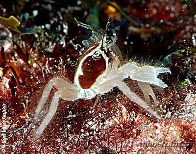 Краб морской ( Viaderiana quadrispinosa )