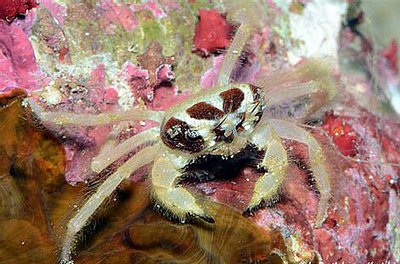 Краб морской ( Viaderiana quadrispinosa )