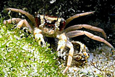 Краб морской ( Viaderiana quadrispinosa )