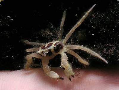 Краб морской ( Viaderiana quadrispinosa )
