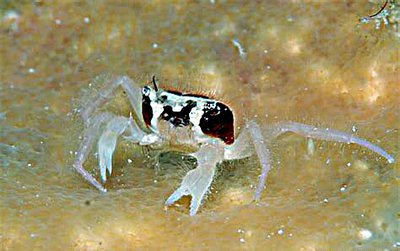 Краб морской ( Viaderiana quadrispinosa )