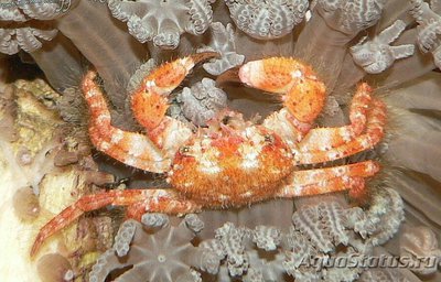 Краб коралловый ( Viaderiana sp. )