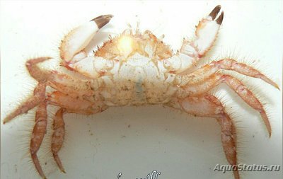Краб коралловый ( Viaderiana sp. )