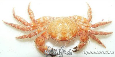 Краб коралловый ( Viaderiana sp. )
