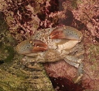 ​ Краб каменный  ( Xantho sp. )