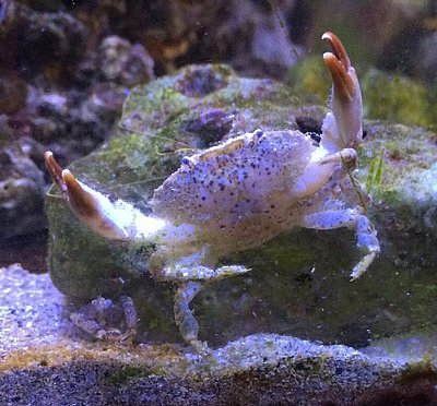 ​ Краб каменный  ( Xantho sp. )