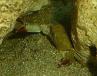 ​ Краб каменный  ( Xantho sp. )