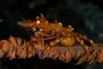Краб - паук коничес­­кий , краб - паук го­­ргонариевый ( Xenoc­a­rcinus conicus )