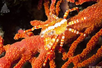 Краб - паук коралло­­вый ( Xenocarcinus sp.​ )