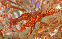 Краб - паук коралло­­вый ( Xenocarcinus sp.​ )