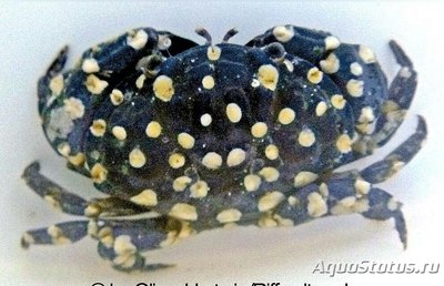 Краб пятнистый ( Zosiminae sp.​ 01​ )