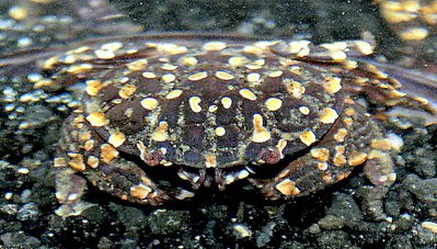 Краб пятнистый ( Zosiminae sp.​ 01​ )