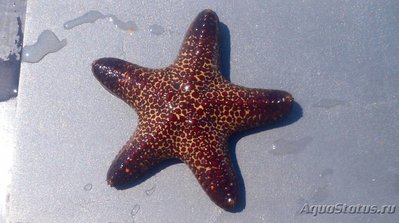 Звезда морская ,, По­душка ,, ( Anthenea contugens )