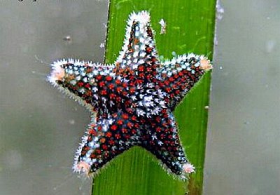 Звезда - подушечка ( Asterina phylactica )
