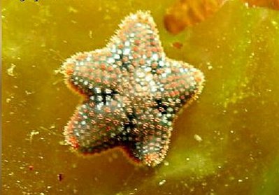 Звезда - подушечка ( Asterina phylactica )