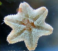 Звезда морская Гусиная лапка ( Asterina sp.​ 01 )