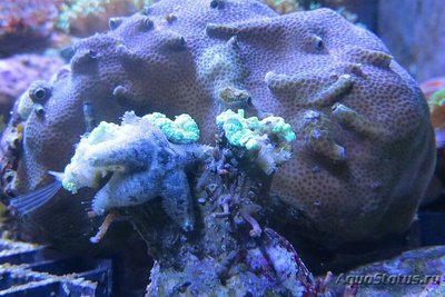 Звезда морская Гусиная лапка ( Asterina sp.​ 01 )