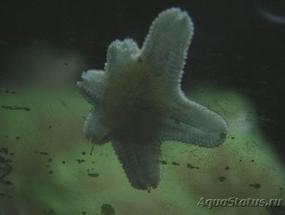 Звезда морская Гусиная лапка ( Asterina sp.​ 01 )