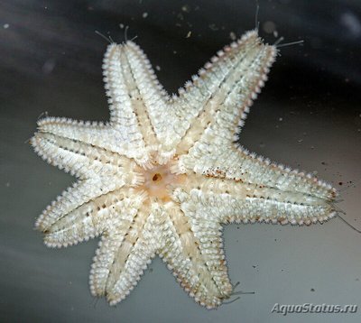 Звезда морская Гусиная лапка ( Asterina sp.​ 01 )