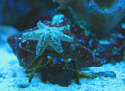 Звезда морская Гусиная лапка ( Asterina sp.​ 01 )
