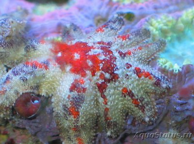 Звезда морская Гусиная лапка ( Asterina sp.​ 02 )