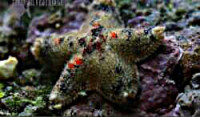 Звезда морская Гусиная лапка ( Asterina sp.​ 02 )