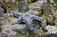 Звезда морская Гусиная лапка ( Asterina sp.​ 02 )