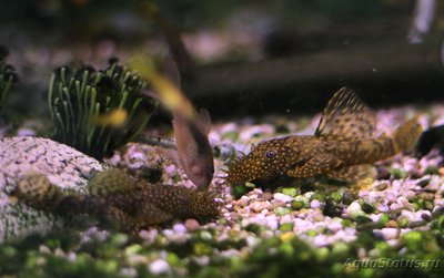 Сомики анцитрусы самцы