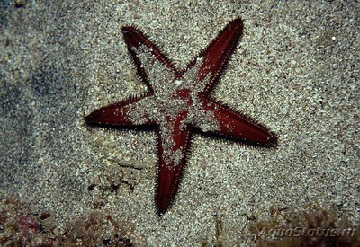 Звезда морская - хохлатая ( Astropecten africanus )