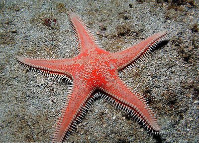 Звезда морская ( As­tropecten aranciacus )