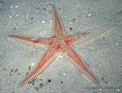 Звезда морская ( As­tropecten aranciacus )