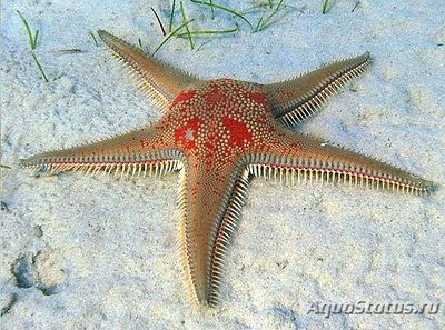 Звезда морская ( As­tropecten aranciacus )