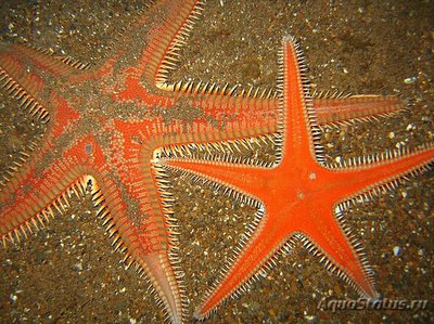 Звезда морская ( As­tropecten aranciacus )