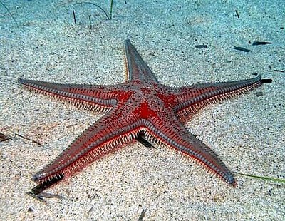 Звезда морская ( As­tropecten aranciacus )