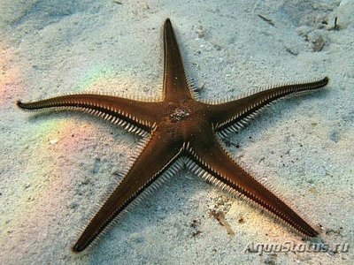 Звезда морская Ка­м­мштерн ( Astropecten bispinos­us )