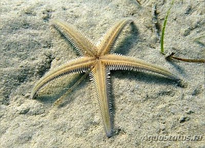Звезда морская Ка­м­мштерн ( Astropecten bispinos­us )