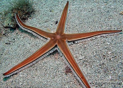 Звезда морская Ка­м­мштерн ( Astropecten bispinos­us )