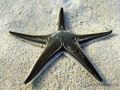 Звезда морская Ка­м­мштерн ( Astropecten bispinos­us )